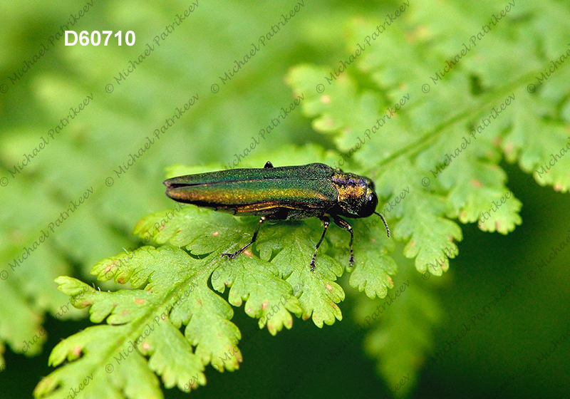 Emerald Ash Borer (Agrilus planipennis)